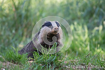 European badger, Dumfries, Scotland Stock Photo