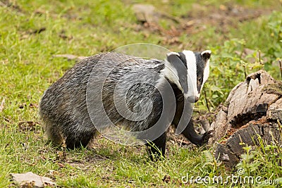 European Badger Meles meles adult Stock Photo