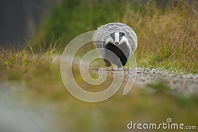 European badger running in a deep forest. Big Black and white mammal in its natural environment. Stock Photo