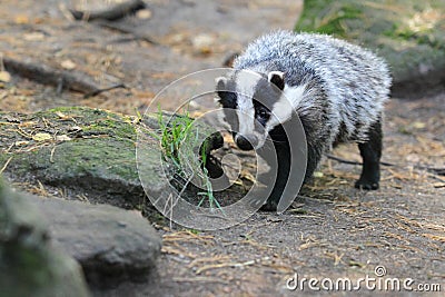 European badger Stock Photo