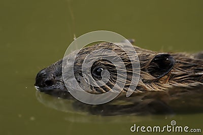 European Beaver (Castor fiber) Stock Photo