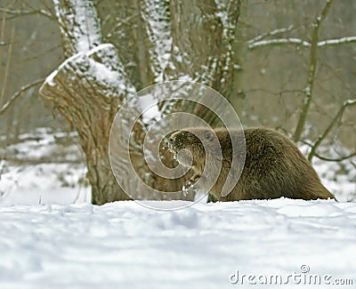 European beaver ( Castor fiber ) Stock Photo