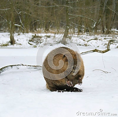 European beaver ( Castor fiber ) Stock Photo