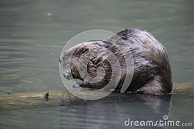 European beaver, Castor fiber Stock Photo