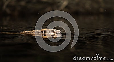European Beaver, Castor fiber, swimming in black water Stock Photo
