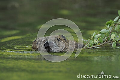 European Beaver Stock Photo