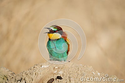 European Bee-eater Stock Photo