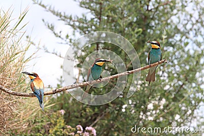 European bee-eater& x28;Merops apiaster& x29; Baden Wuerttemberg,Germany Stock Photo