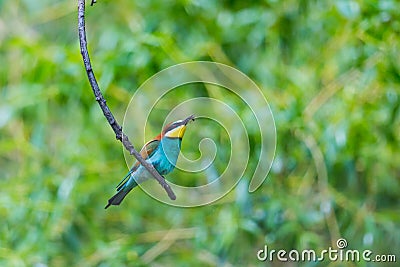 European bee-eater bird merops apiaster sitting on branch with Stock Photo