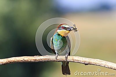 European bee eater with a bumblebee in its beak Stock Photo
