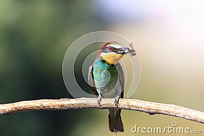 European bee eater with a bumblebee in its beak sunny hotspot Stock Photo