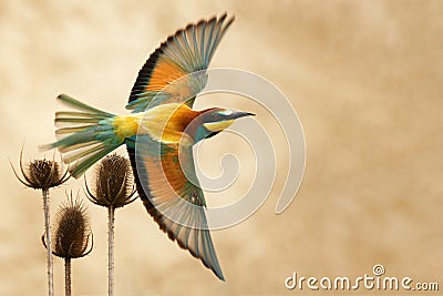 European bee-eater in flight on a beautiful background Stock Photo