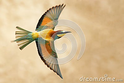 European bee-eater in flight on a beautiful background Stock Photo