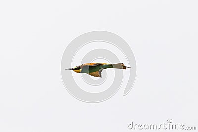 European bee-eater in fly hunting Stock Photo