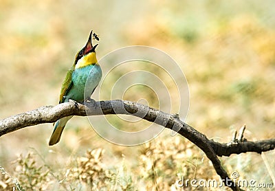 European bee-eater (Merops Apiaster) Stock Photo