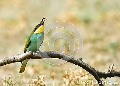 European bee-eater (Merops Apiaster) Stock Photo