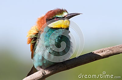 European bee eater, Merops apiaster. Close-up portrait. Bird feathers Stock Photo