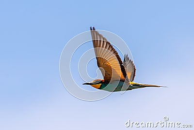 European bee-eater or Merops Apiaster fly in natural habitat Stock Photo