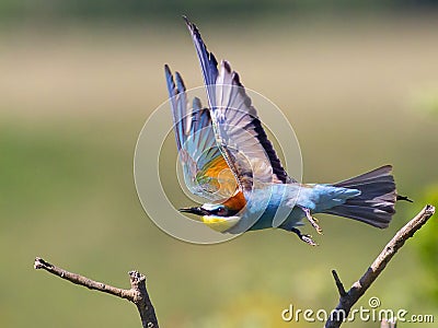 European bee-eater Merops apiaster is flying wings are open, birds of paradise, rainbow colors high quality resulation puzzle Stock Photo