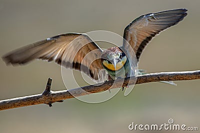 European bee-eater Merops Apiaster in natural habitat Stock Photo