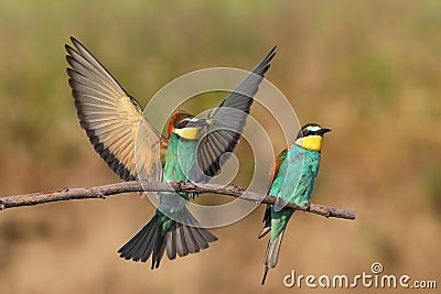 European bee-eater (Merops Apiaster) in natural habitat Stock Photo