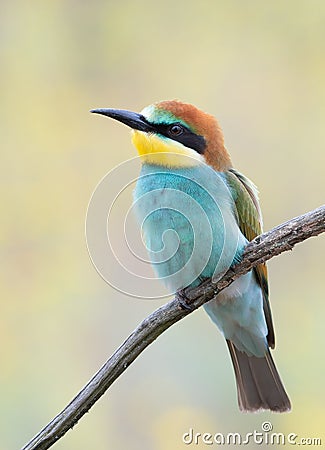 European bee-eater, Merops apiaster. A young bird sits on a branch and gazes into the distance Stock Photo