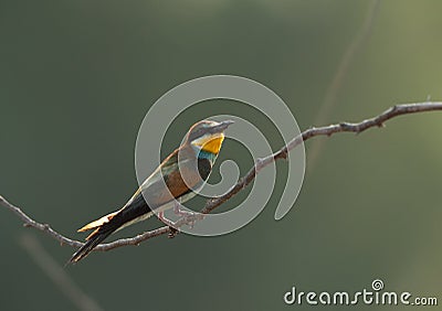 European bee-eater perched on a twig, Bahrain. A backlit image Stock Photo