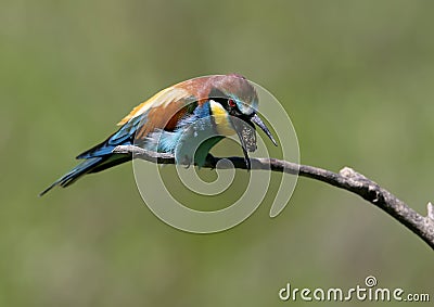The European bee-eater spews Stock Photo