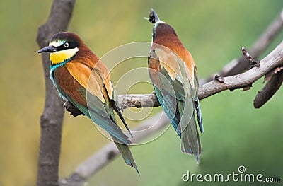 European Bee-eaters on branch Stock Photo