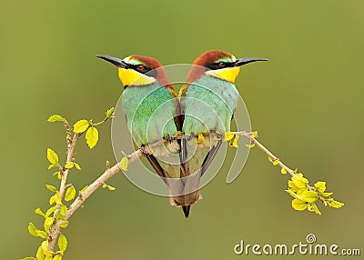 European Bee Eaters Stock Photo