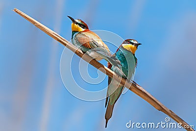 European bee-eaters pair Stock Photo