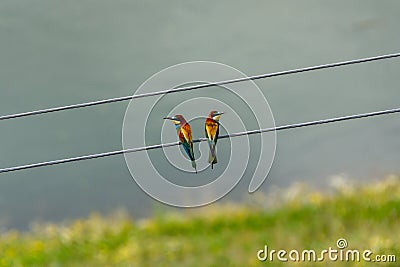 European bee eaters sitting Stock Photo