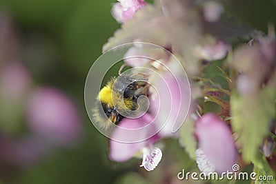 European bee sucking pollen and nectar Stock Photo