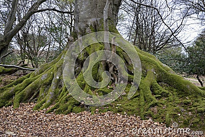 European Beech Stock Photo