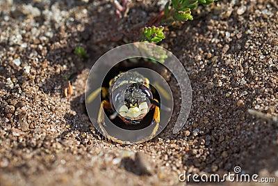 European Beewolf wasp (Philanthus triangulum) exiting its burrow Stock Photo