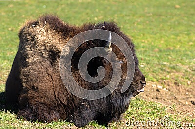 European bison Stock Photo