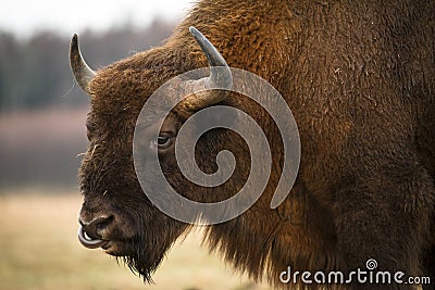 European Bison Stock Photo