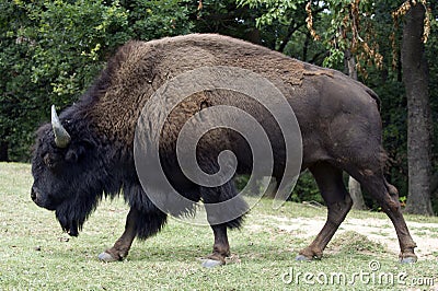 European bison Stock Photo