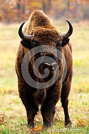 European bison Stock Photo