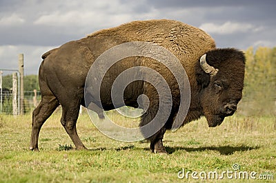 European Bison Stock Photo