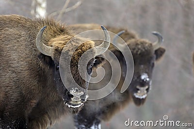 European bison Aurochs in the winter season on a heavy snow. Stock Photo