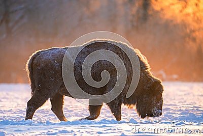 European bison in backlit light Stock Photo