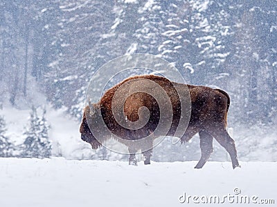 European bison Bison bonasus in natural habitat Stock Photo