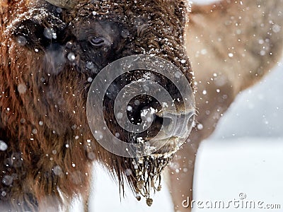 European bison Bison bonasus in natural habitat Stock Photo