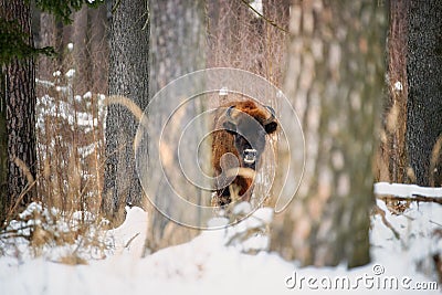 European bison, Bison bonasus. Huge bull standing among trees in the snow of freezing winter forest. Stock Photo
