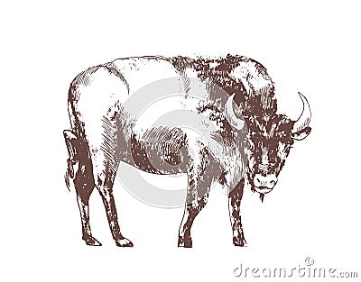 European bison hand drawn with contour lines on white background. Monochrome sketch drawing of bovine herbivorous animal Vector Illustration