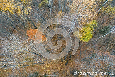 European bison. Wild herd of animals. Wood bison. Wisent. Bison bonasus. Stock Photo