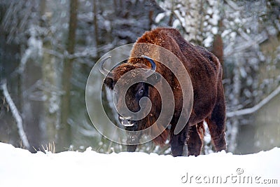 European bison in the winter forest, cold scene with big brown animal in the nature habitat, snow on the trees, Poland. Wildlife Stock Photo