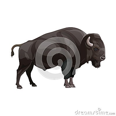 European bison or wisent Vector Illustration