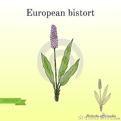 European Bistort or snakeweed Vector Illustration